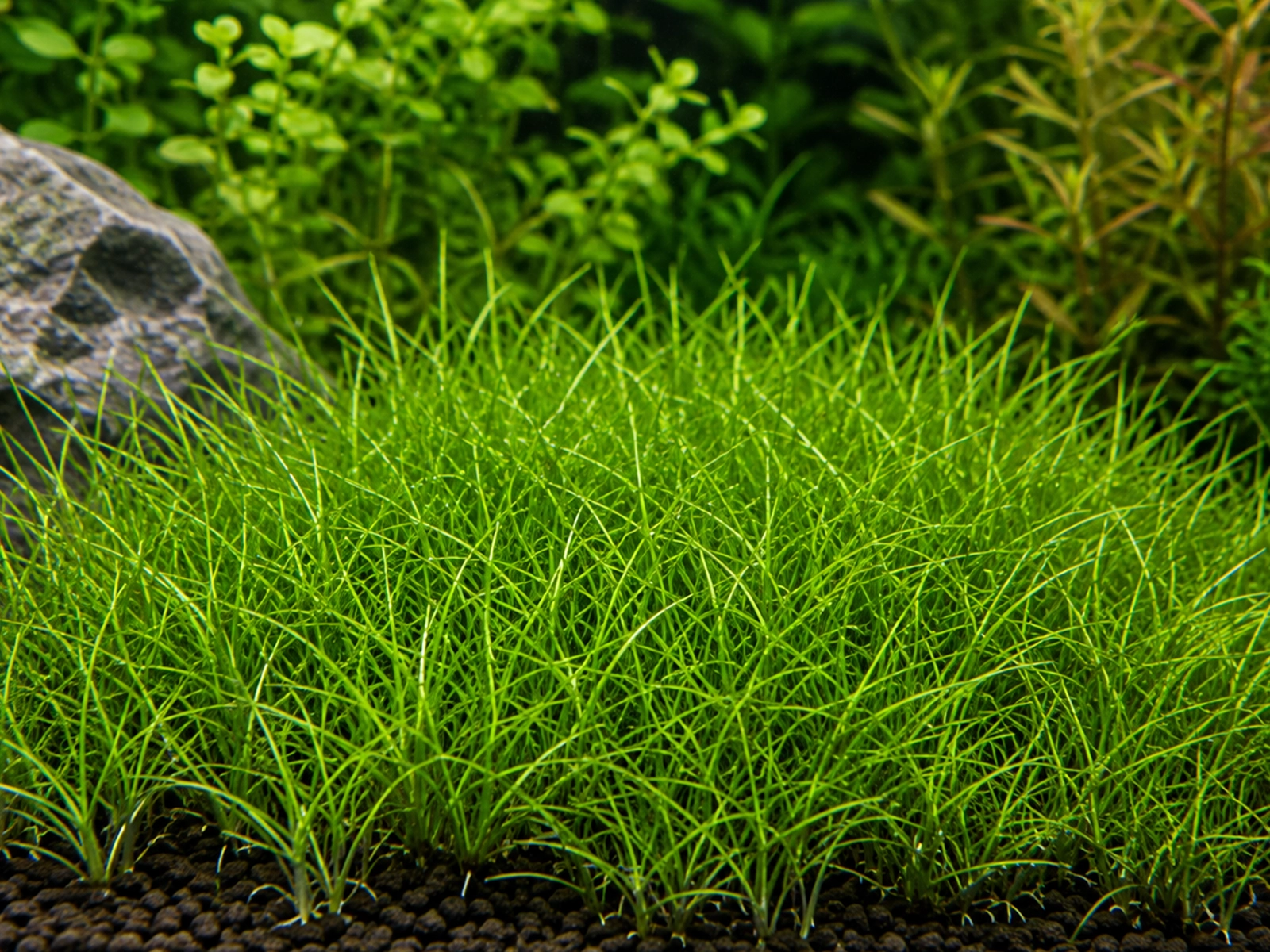 Dwarf Hairgrass