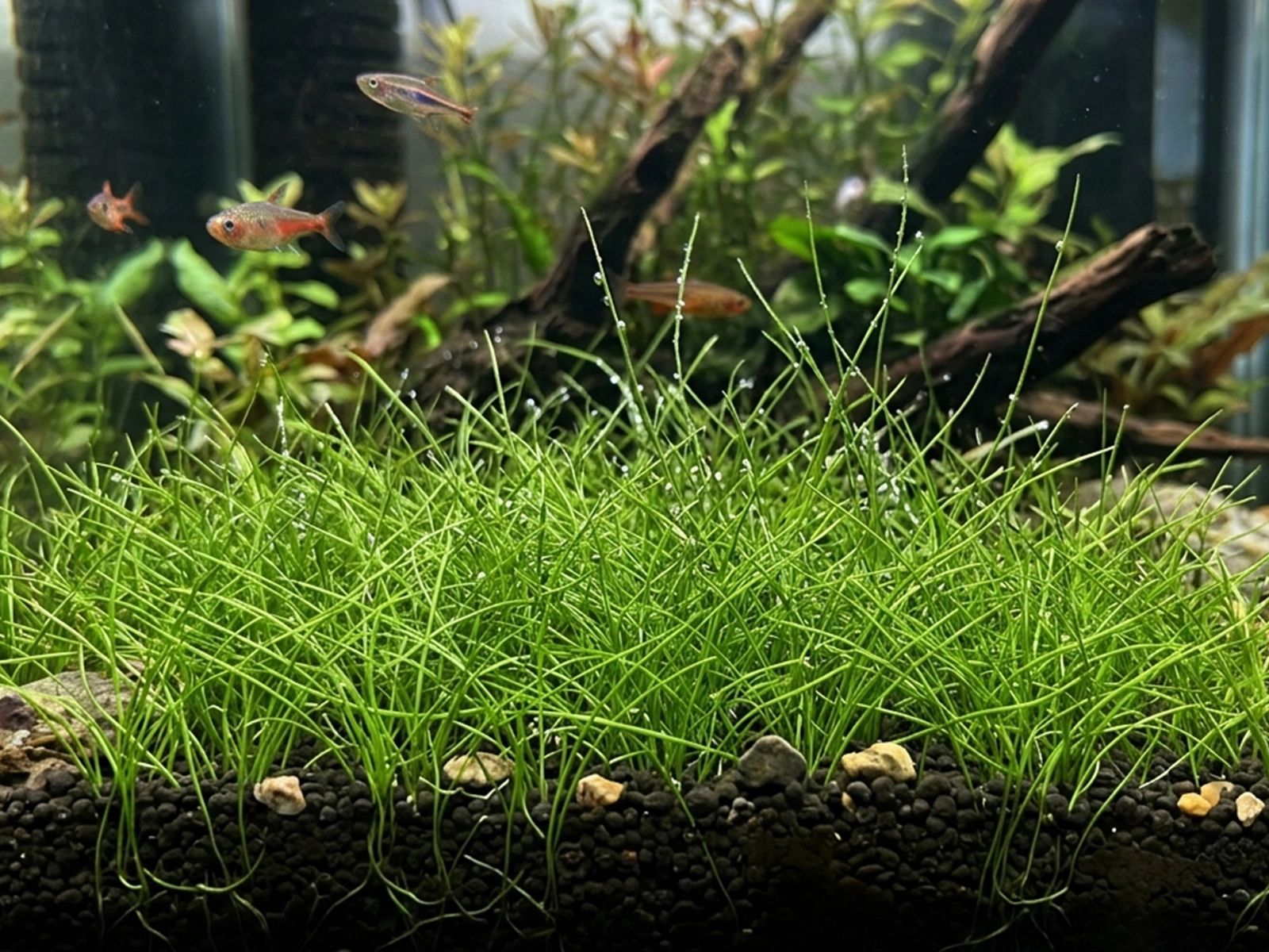 Dwarf Hairgrass