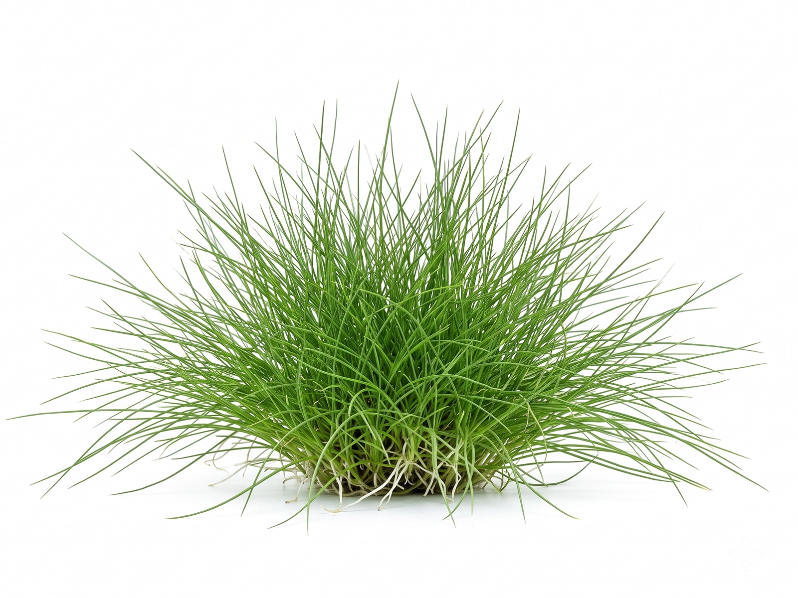 Dwarf Hairgrass against white background