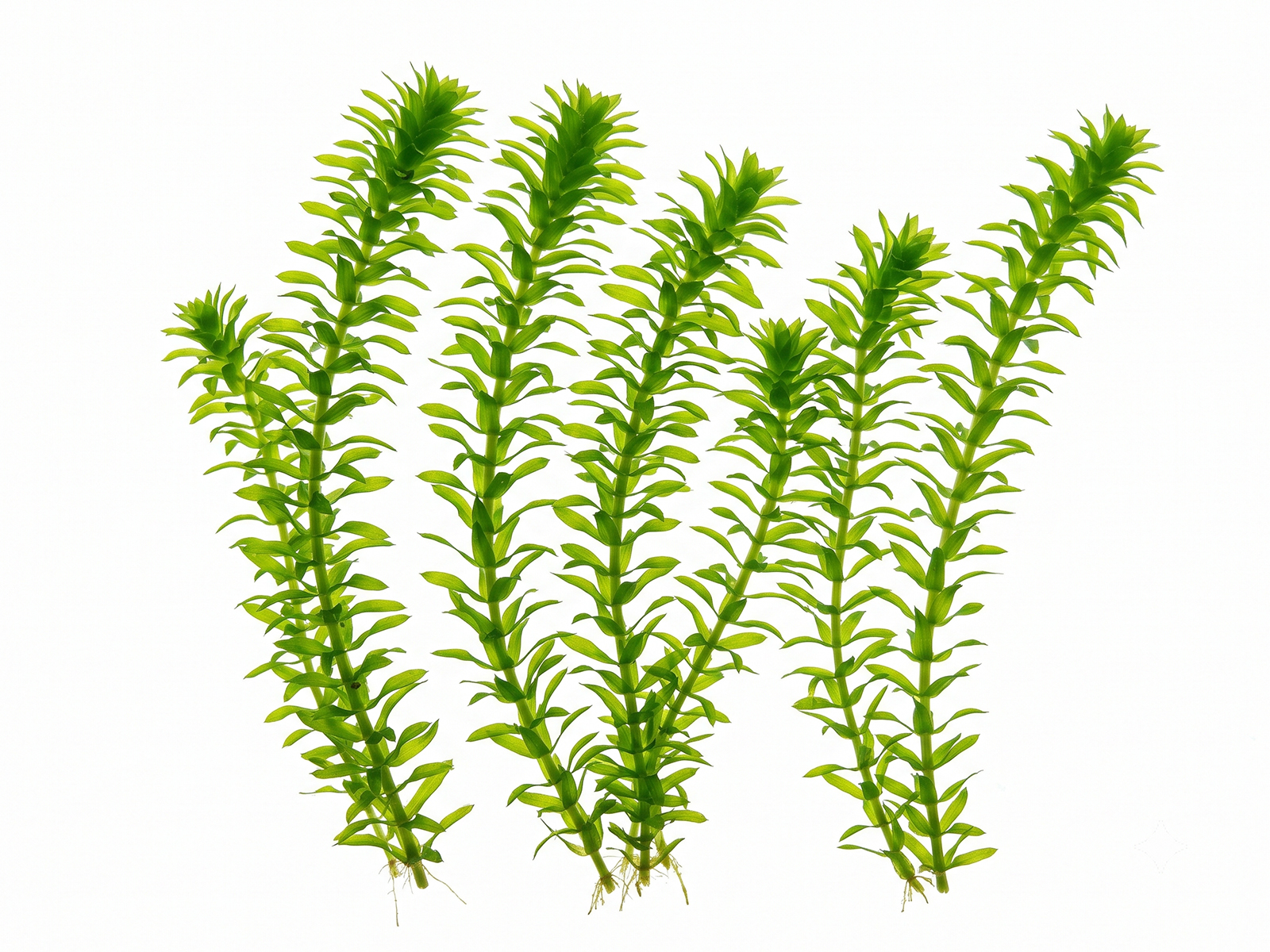Canadian Waterweed White