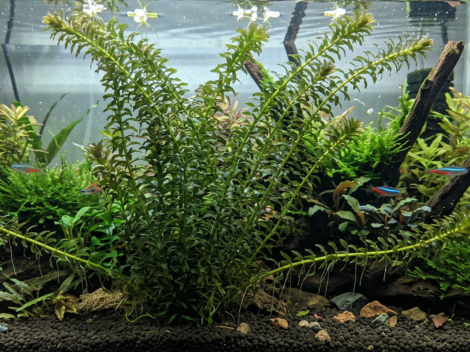 Canadian Waterweed
