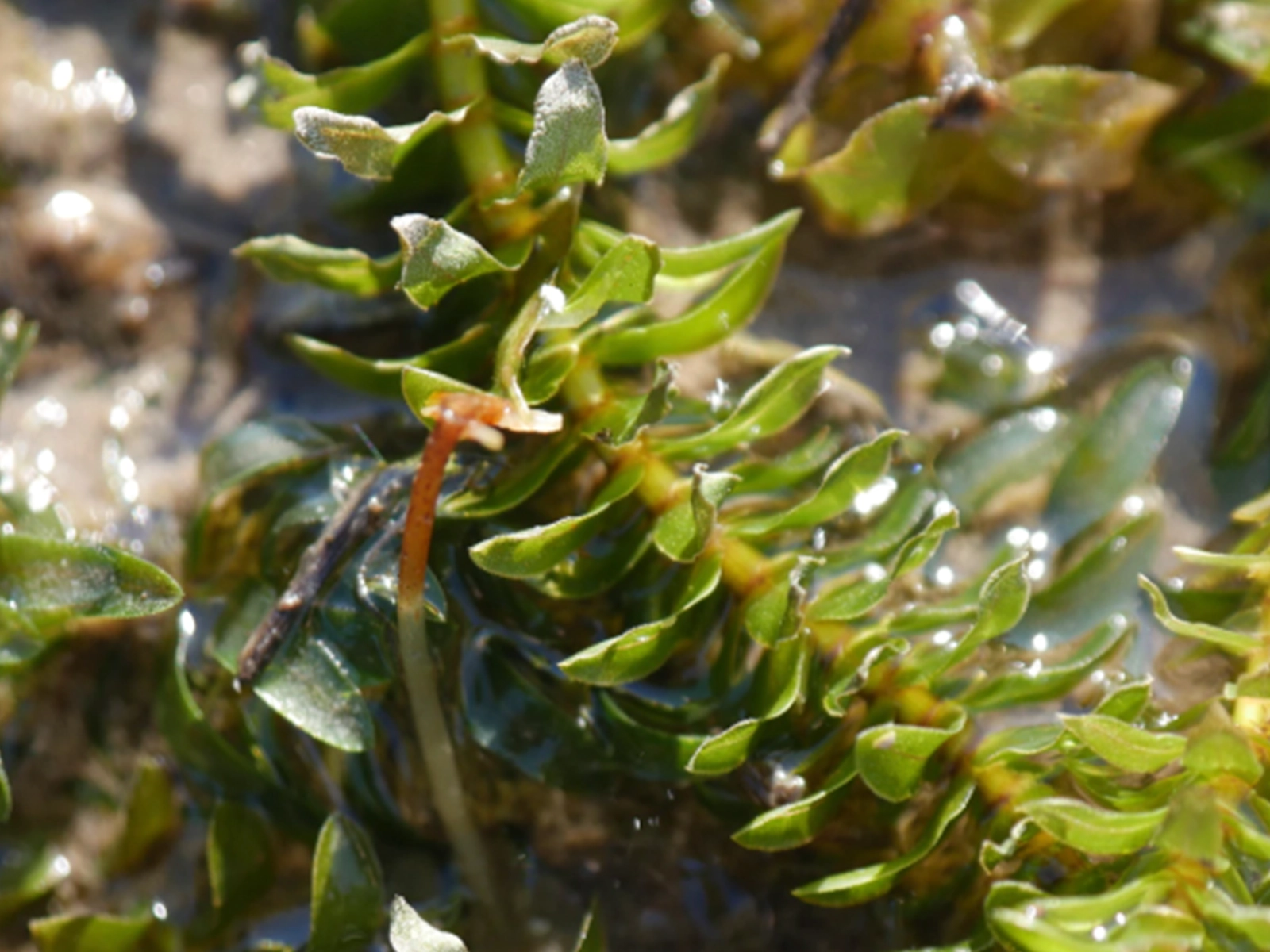 Canadian Waterweed