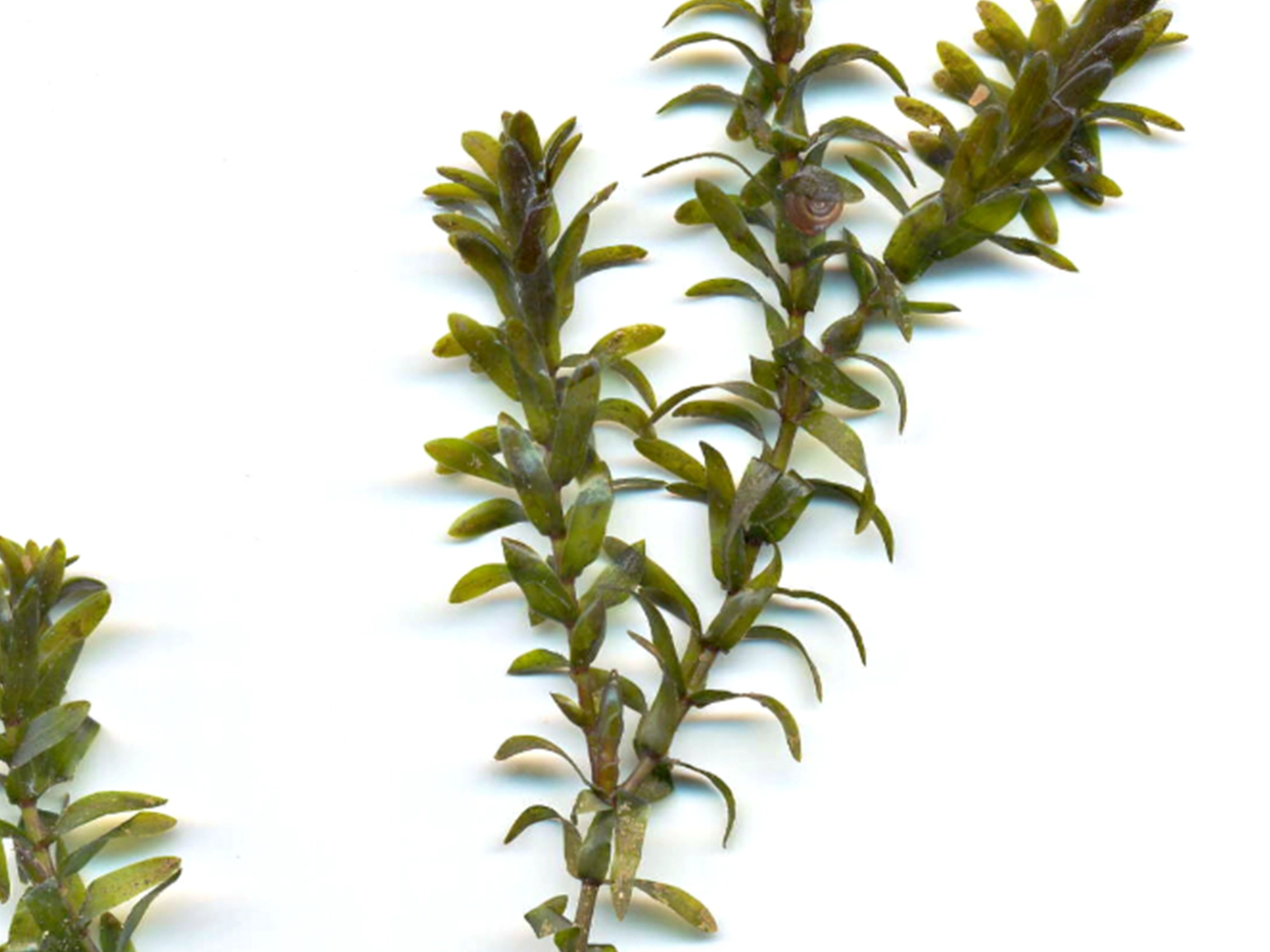Canadian Waterweed