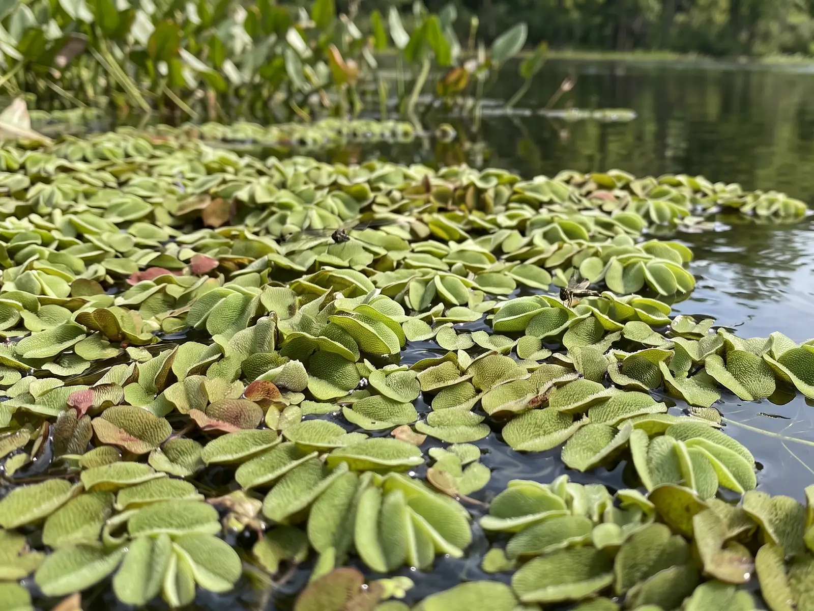 Floating Fern