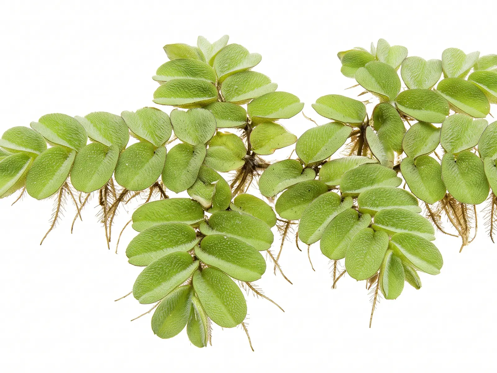 Floating Fern