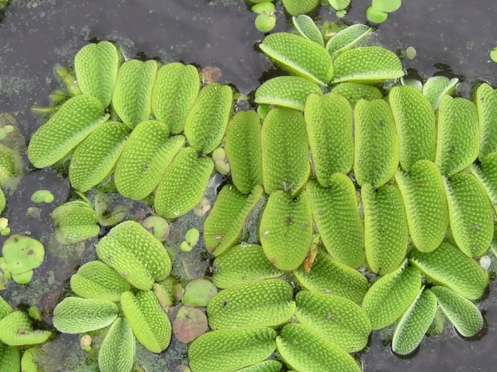 Floating Fern in aquarium