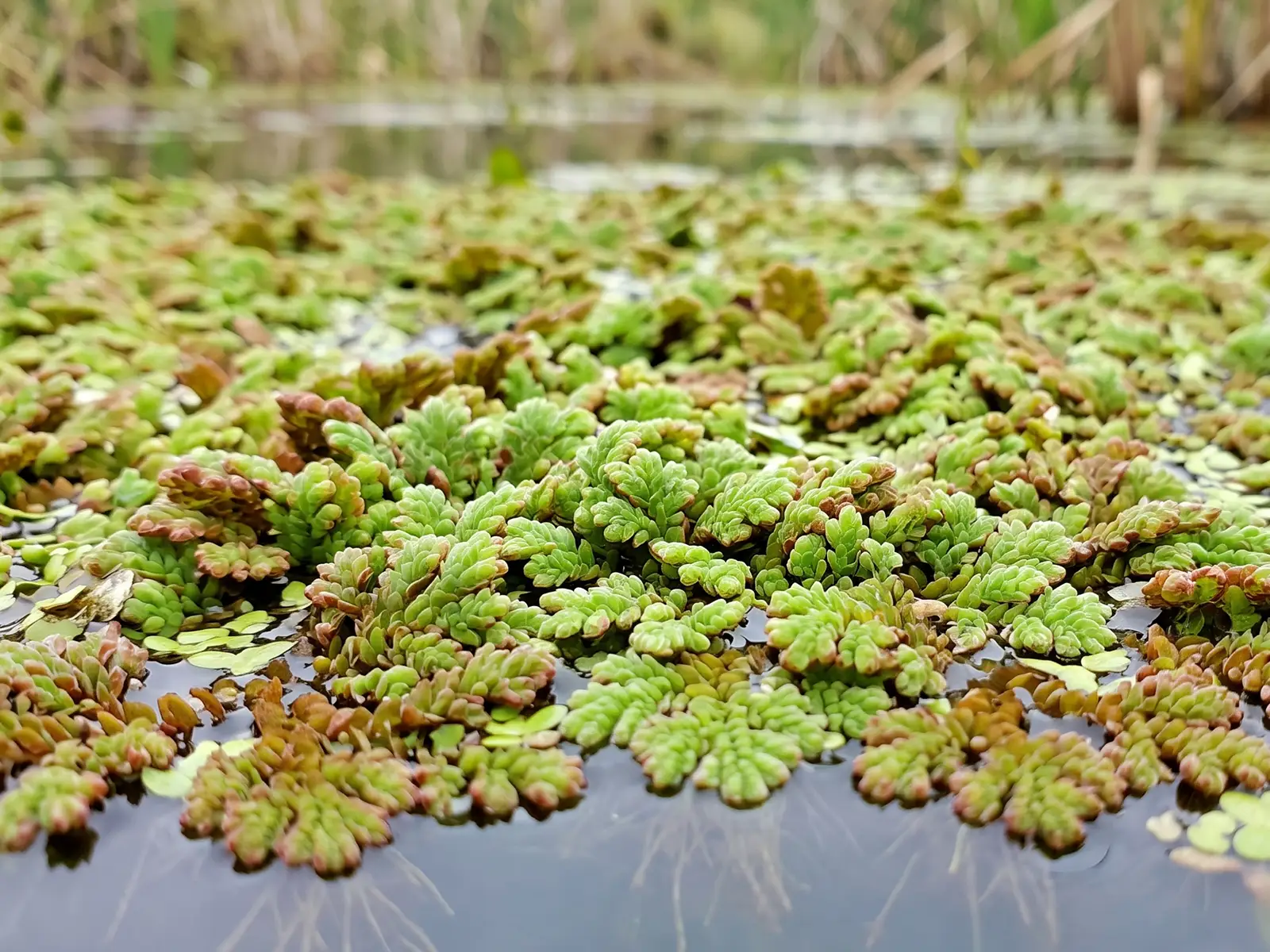 Fairy Moss