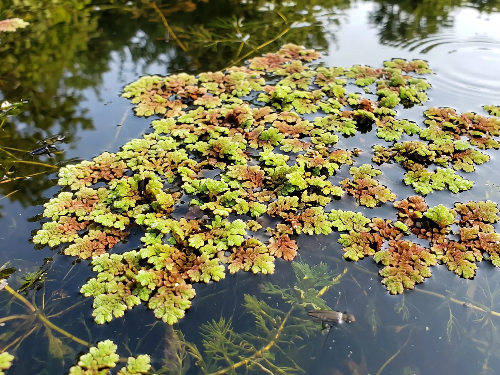 Azolla caroliniana
