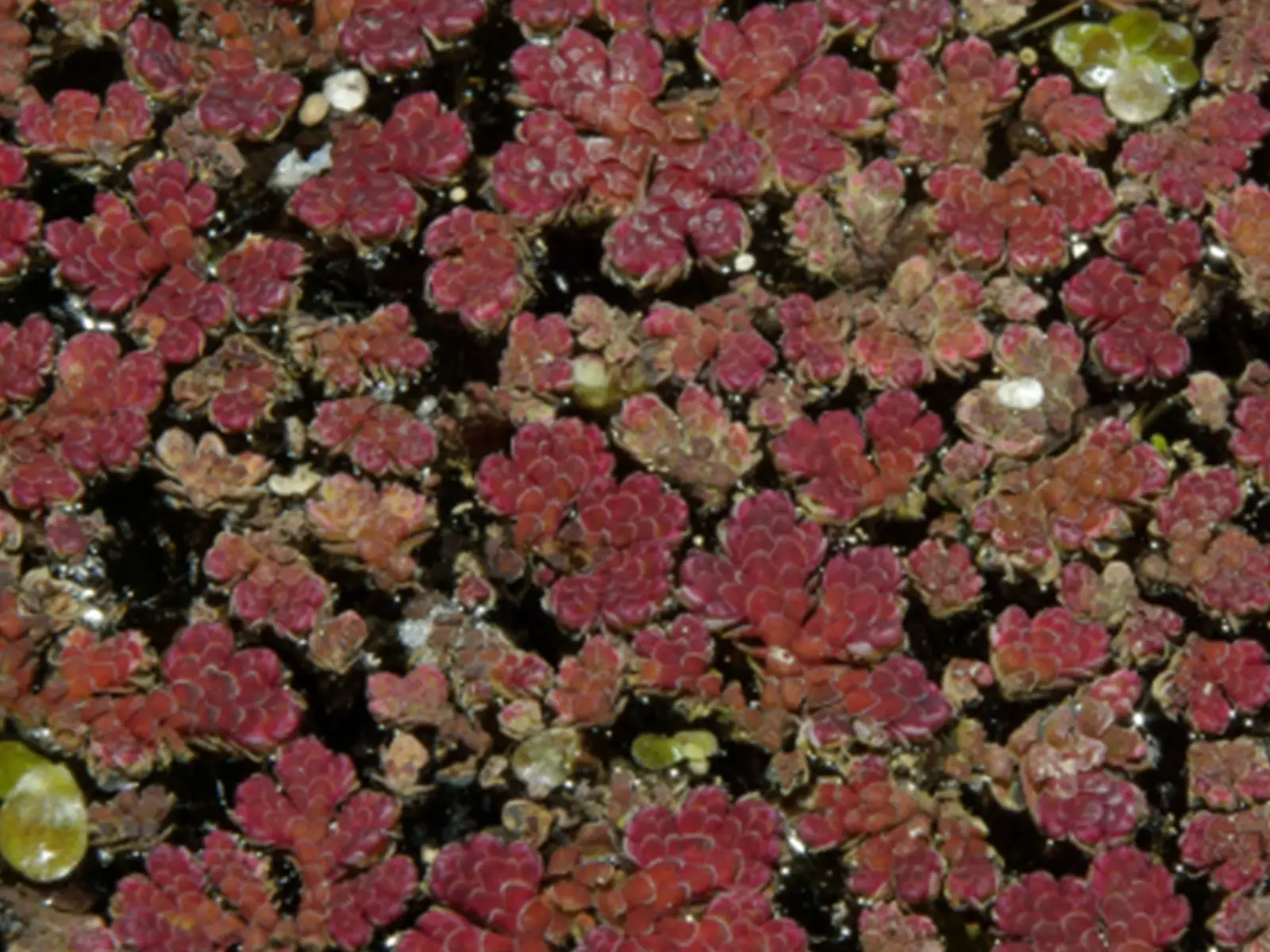 Fairy Moss