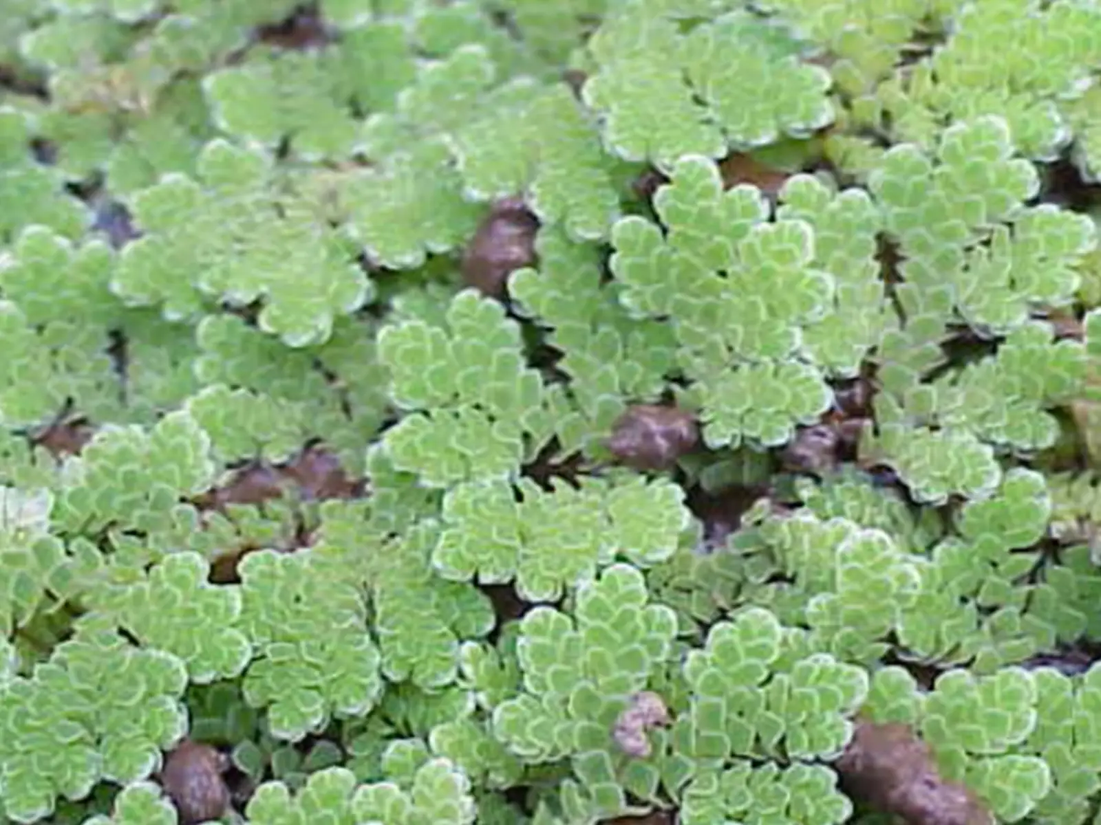 Fairy Moss