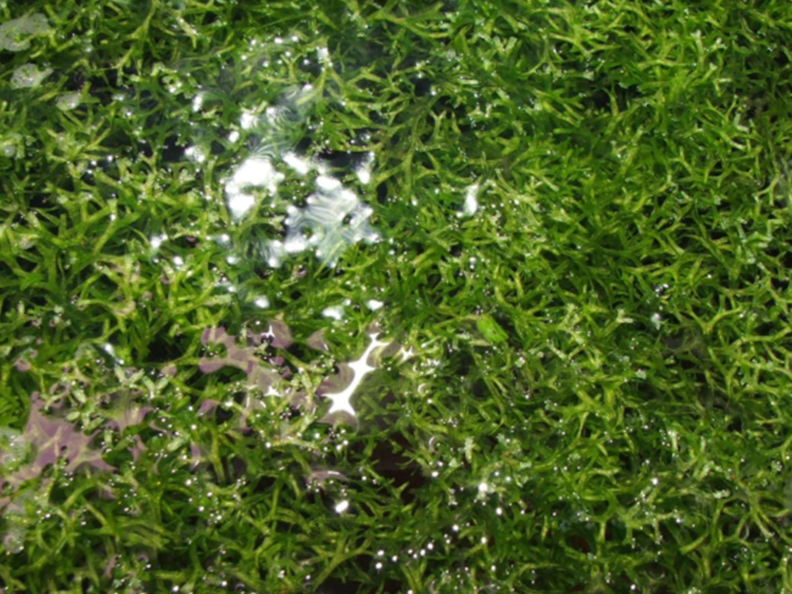 Riccia fluitans