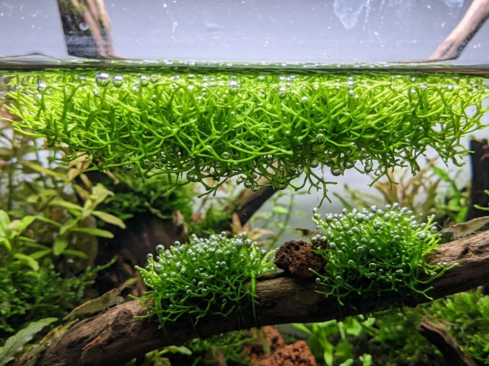 Crystalwort