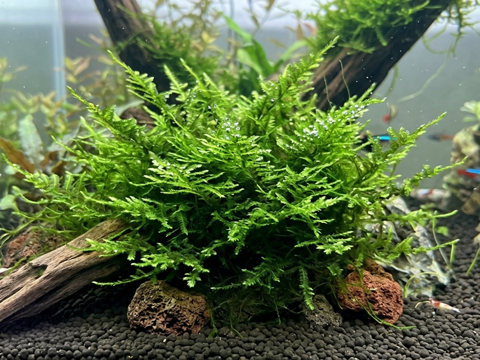 Christmas Moss