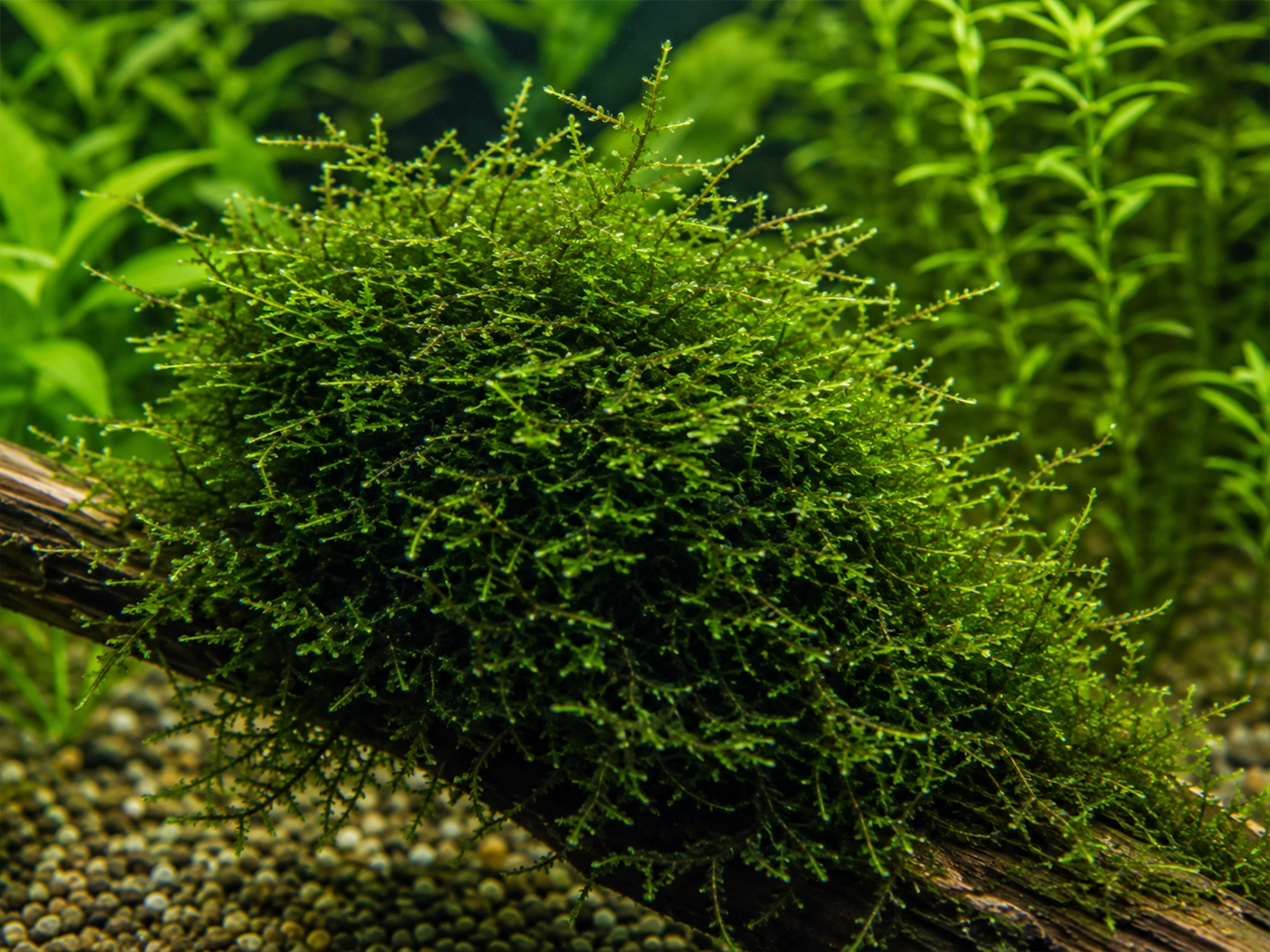 Christmas Moss