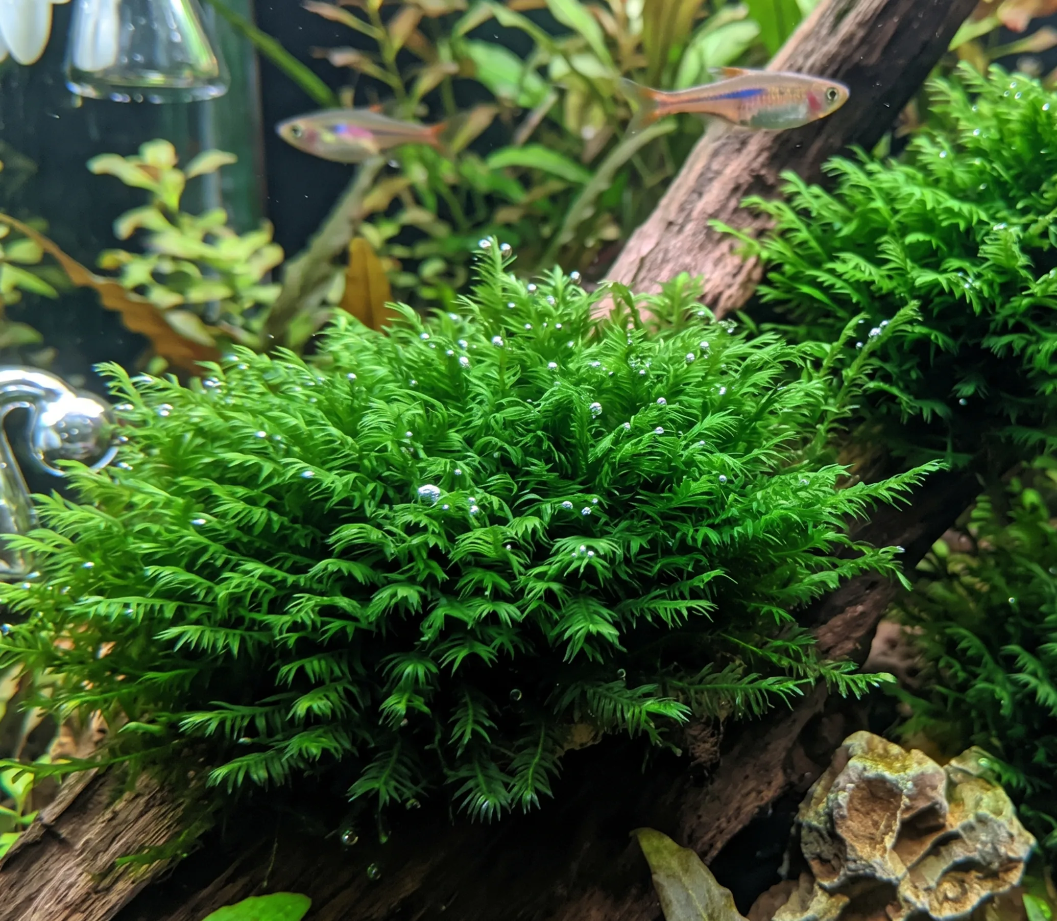 Phoenix Moss