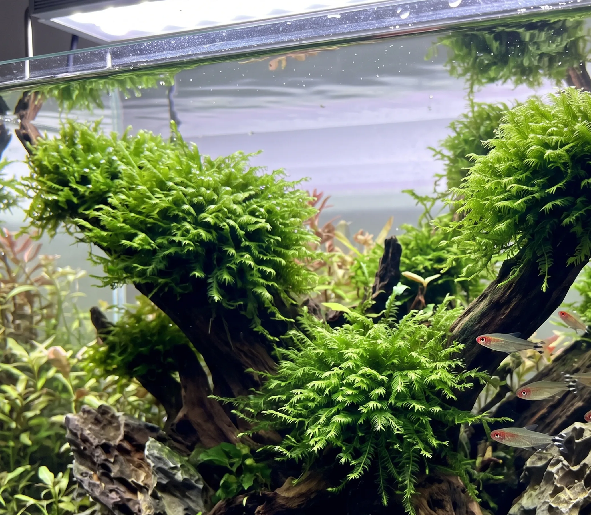 Phoenix Moss